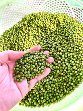 画像をギャラリービューアに読み込む, カンポットペッパー 生胡椒の塩漬け(黒)