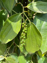 画像をギャラリービューアに読み込む, カンポットペッパー 生胡椒の塩漬け(緑)