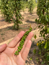 画像をギャラリービューアに読み込む, カンポットペッパー 生胡椒の塩漬け(黒)